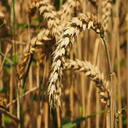 ensembl's tweet photo. Nine new wheat cultivars added to our #pangenome set for #Ensembl103. Let's get baking!
🍞🥐🥖🥞🍔🍕🌭🌮🍰🍪🍩🎂
https://t.co/nOjzu8eNph https://t.co/fXeELEpjUg