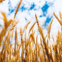 Nine new wheat cultivars added to our #pangenome set for #Ensembl103. Let's get baking!
🍞🥐🥖🥞🍔🍕🌭🌮🍰🍪🍩🎂
buff.ly/3u3wyfE