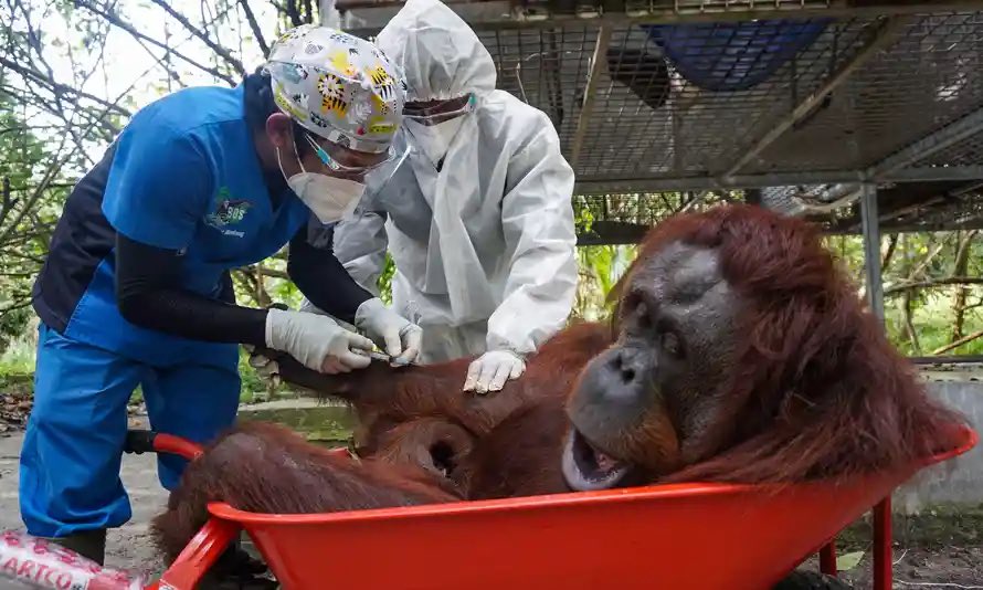 Ten rescued orangutans returned to the wild in Indonesia theguardian.com/environment/20… @guardianeco #wildlife #orangutanfreedom 🐒#Indonesia 🇮🇩