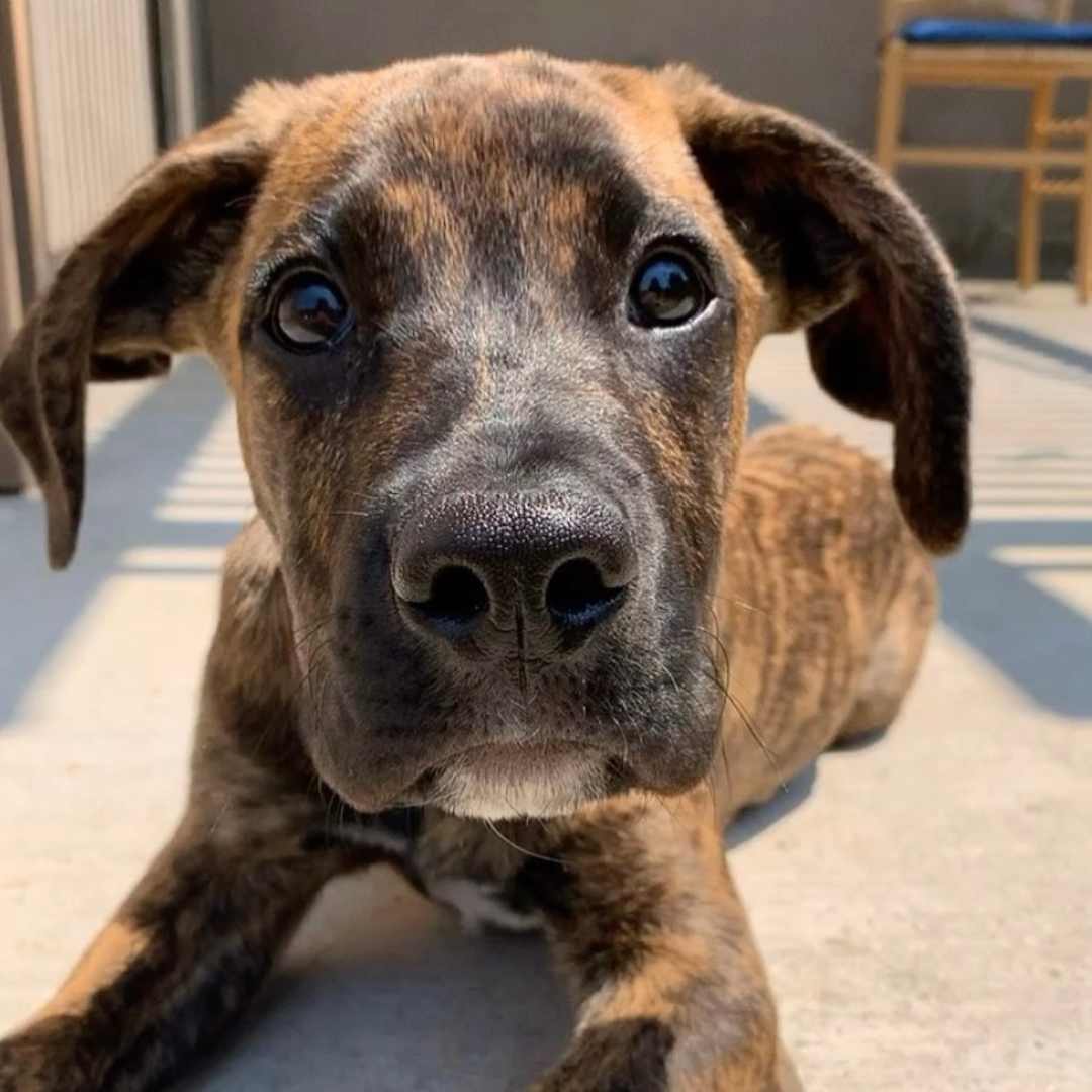 Congratulations to George, winner of the “I Sketch My Pet” giveaway!

Like so many of our clients, our West Coast dog-friend George and his human, Leeyah, have been working through separation issues. Utilizing what they’ve learned from our podcast, Leeyah shares that “...