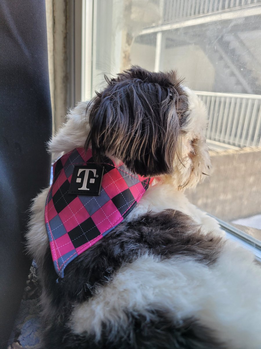 hitmansqueen's tweet photo. #TMobile #Tmobiletuesdays #dogmom #emotionalsupportdog #freeitems #shihtzu #thankstmobile #2021love https://t.co/gFImatHGuO