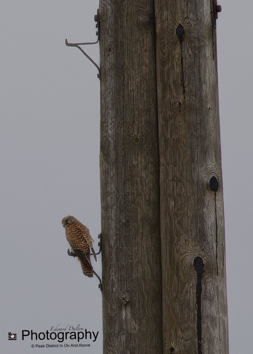peak_above's tweet photo. #kestrel hunting in the #highpeak #derbyshire #raptor https://t.co/bvNLTiPC4B