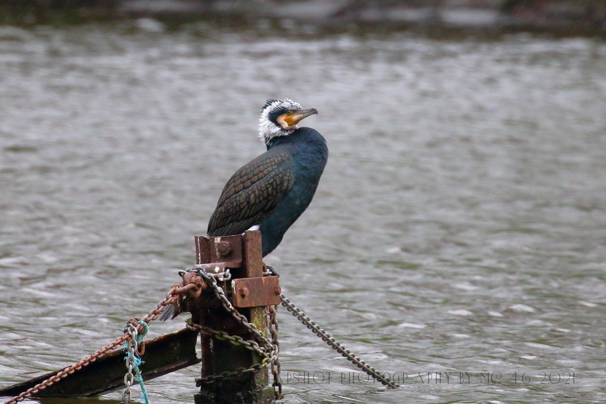 KaptainCosgrove's tweet photo. " Stranger From The Shore..."
#Cormorant #BreedingPlumage? #SeftonPark #MainLake #MotherNatureRewardsThoseWhoWait 
@ILoveSeftonPark
@RSPBLiverpool
@LiverpoolParks https://t.co/X8CLkfRRNp