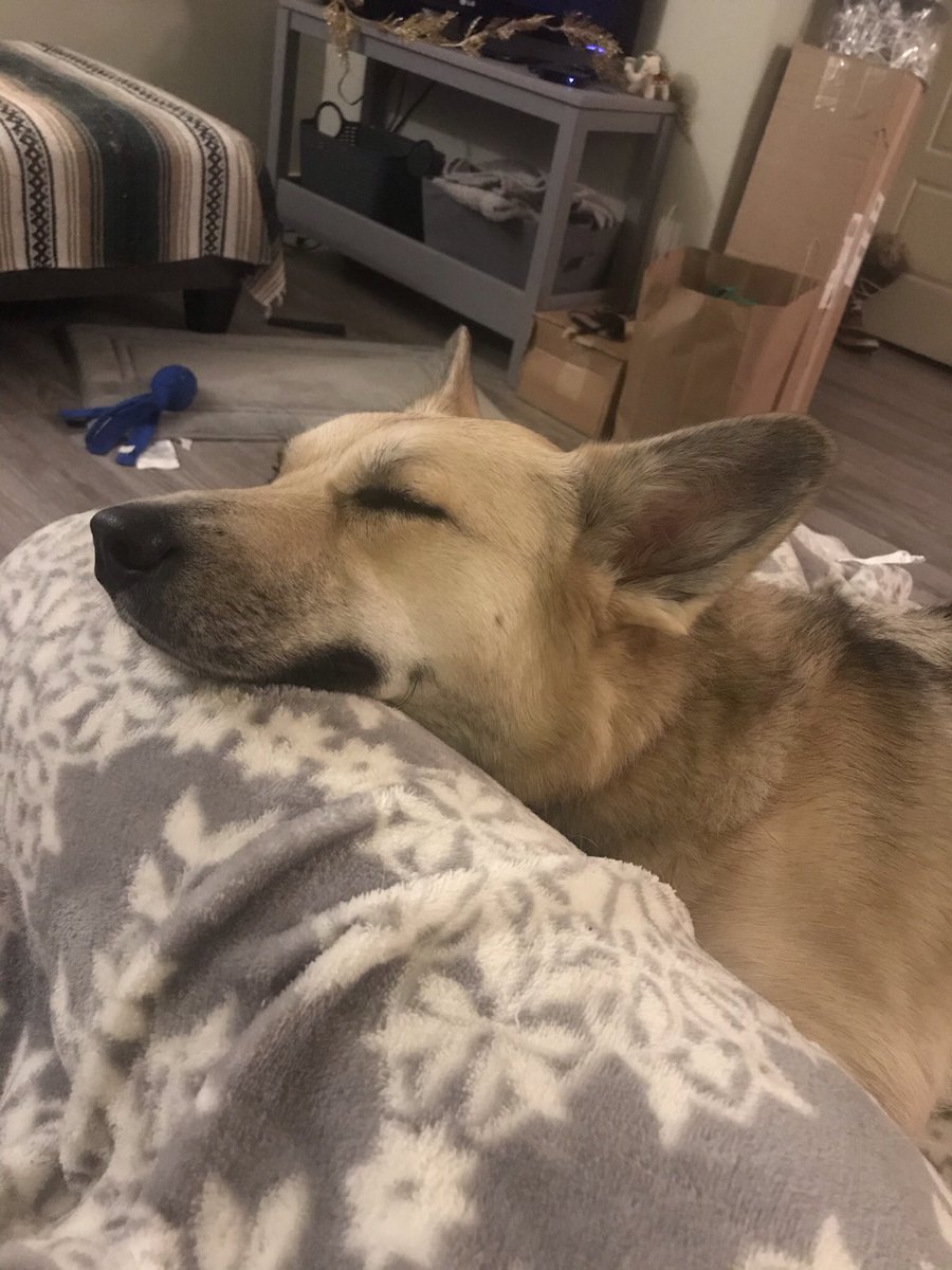 Ginger_NL's tweet photo. I’ve been home for 45 min and my dog has burped in my face twice. https://t.co/ae4EaOwl3h