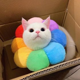 TheCatflix's tweet photo. 🌸🐱 https://t.co/oce2rHniAz