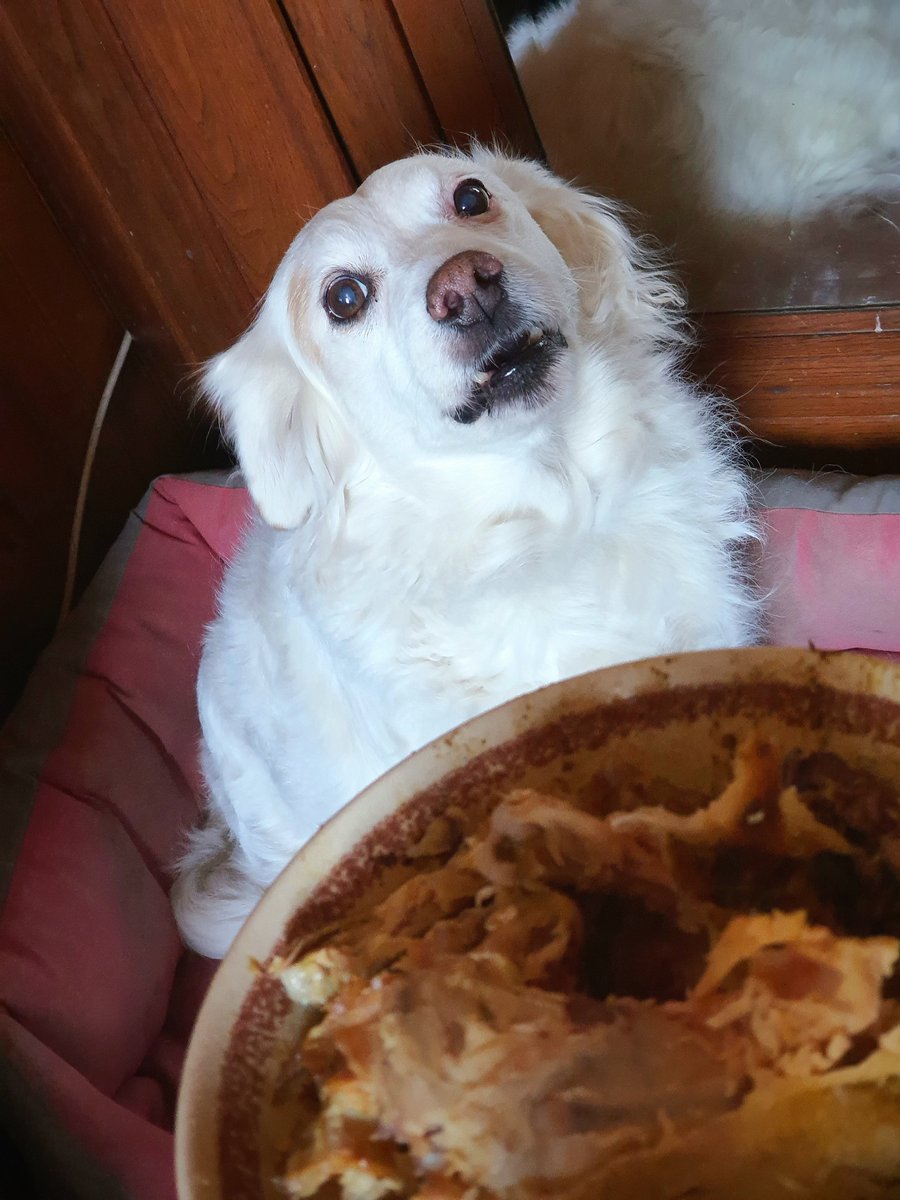 CorenseDeGilead's tweet photo. 3 nuances de mon Chien qui perd tout contrôle face à une carcasse de poulet

#Dog #Cute #Capoi https://t.co/UBShFBjSG6