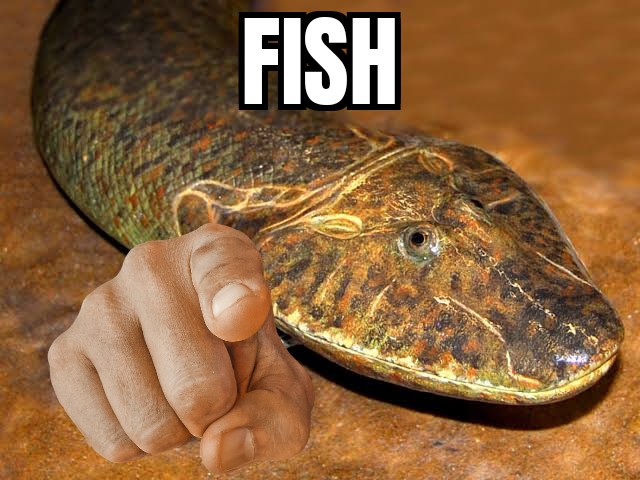 troodonvet's tweet photo. @troodonvet's meme misadventures featuring tiktaalik for #FossilFishWeek... https://t.co/jMqDJ3FiXv