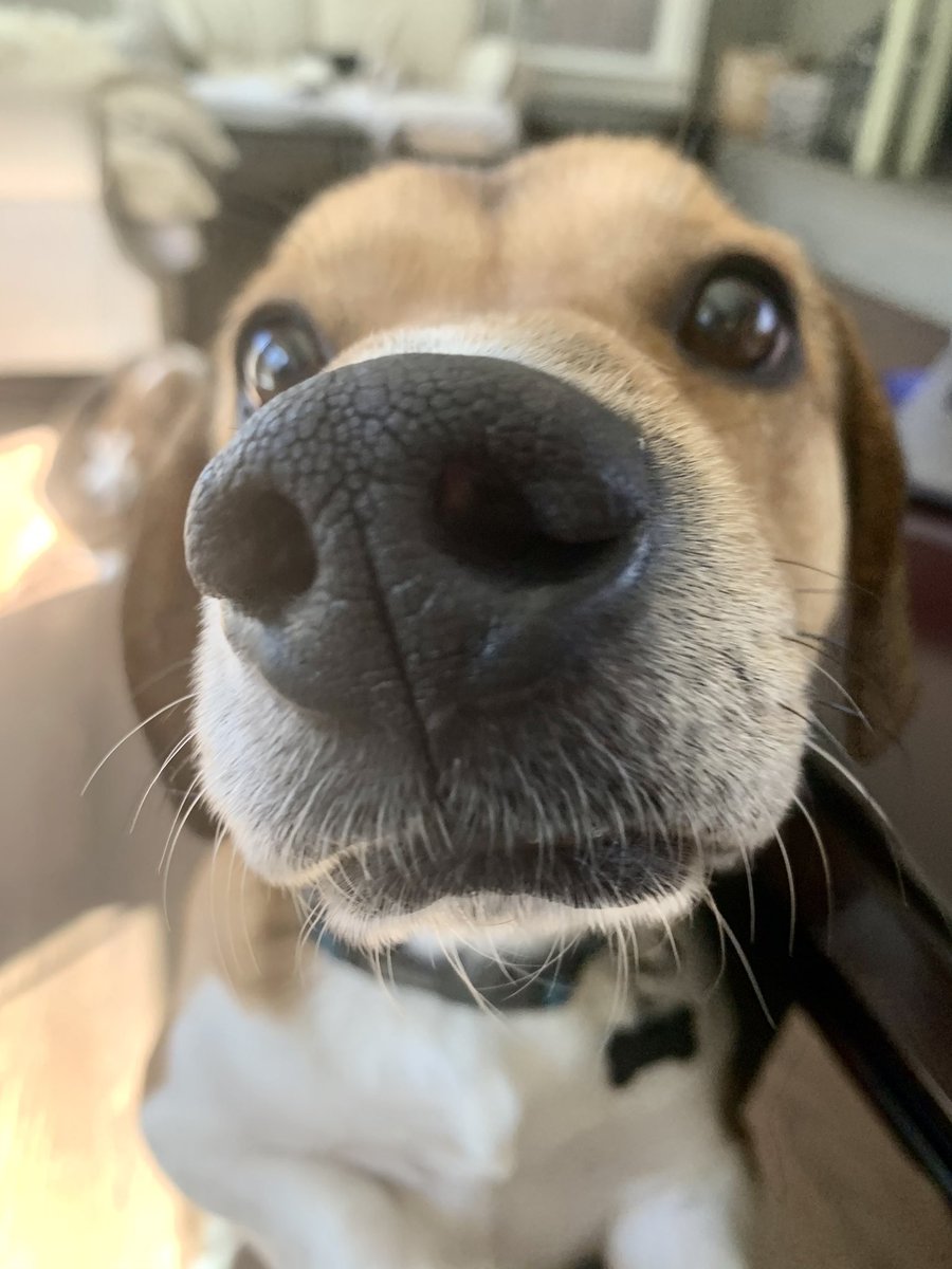 HaneyHounds's tweet photo. I have a new foster snoot to boop. https://t.co/FLveQqg5vg