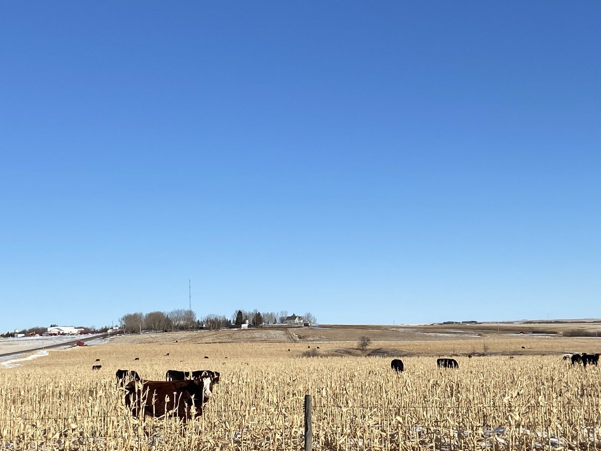Team EAST CENTRAL BCS (@teamneabbcs) on Twitter photo Stopped to take a few pictures of cows grazing on some DKC 26-40 RIB yesterday near Wainwright, AB. It’s warmed up now but these girls held good condition on the corn during that cold snap the last few weeks! #grazing <a href="/Bayer4CropsCA/">Crop Science Canada</a> <a href="/DEKALB_Canada/">DEKALB Canada</a> Stopped to take a few pictures of cows grazing on some DKC 26-40 RIB yesterday near Wainwright, AB. It’s warmed up now but these girls held good condition on the corn during that cold snap the last few weeks! #grazing <a href="/Bayer4CropsCA/">Crop Science Canada</a> <a href="/DEKALB_Canada/">DEKALB Canada</a>