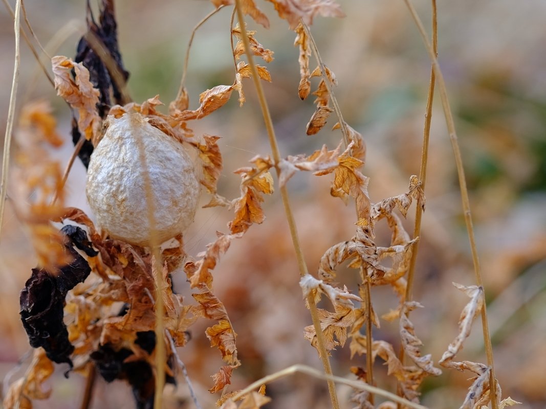 藤井深 ふかし 山田真貴子内閣広報官は 望月衣塑子 もちづき いそこ あんたと同じで けっこう美人で 酷い人間やないか 人の事 ああだこうだ言える立場やないで あんた なんで 日本共産党の記者会見に 顔出さへんの 真貴子と同じで 反共