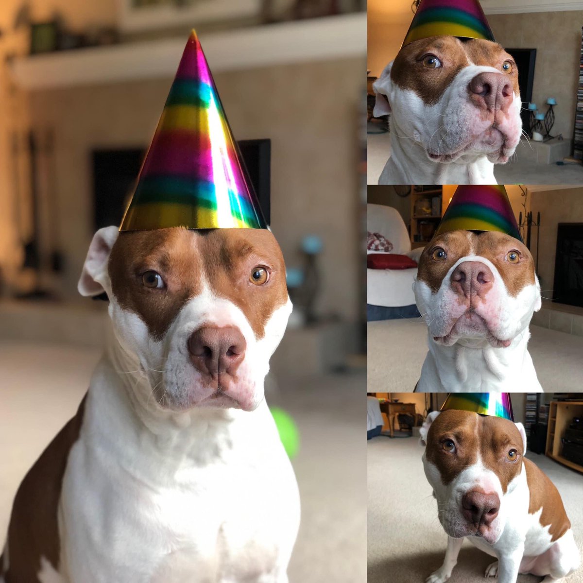 What a year it's been for you, Larry! From nuthin to this with the best fam ever! 

"Hard to believe it’s been one year already! Happy Gotcha Day to our sweet, and very tolerant 😂, Larry Lovebug!! We couldn’t possibly love him more❤️❤️❤️" -  Kim

#pitbull #savinggreatanimals