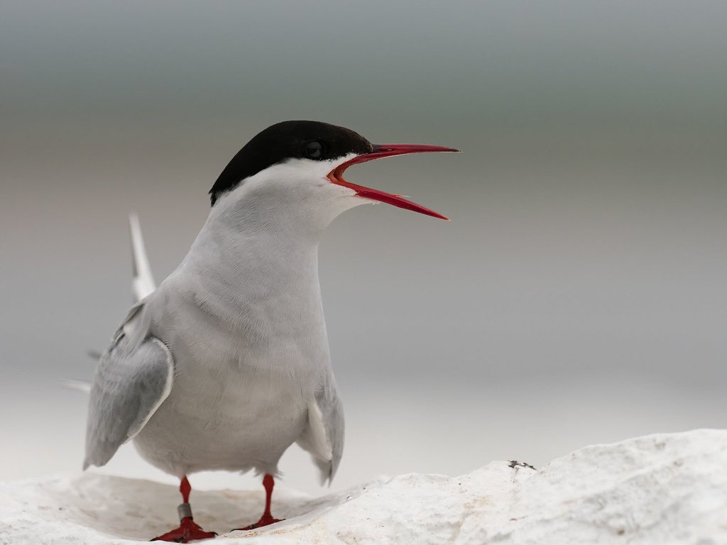 Biodiversity Research Institute tweet media