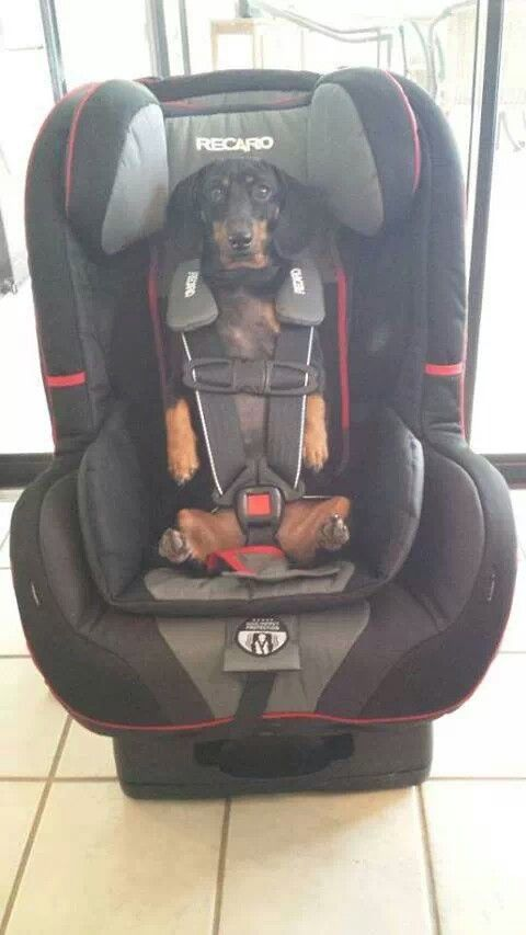 salsichinhas's tweet photo. - Você pretende ter filhos?
- Ué já tenho... https://t.co/Dy0qtwOWQF