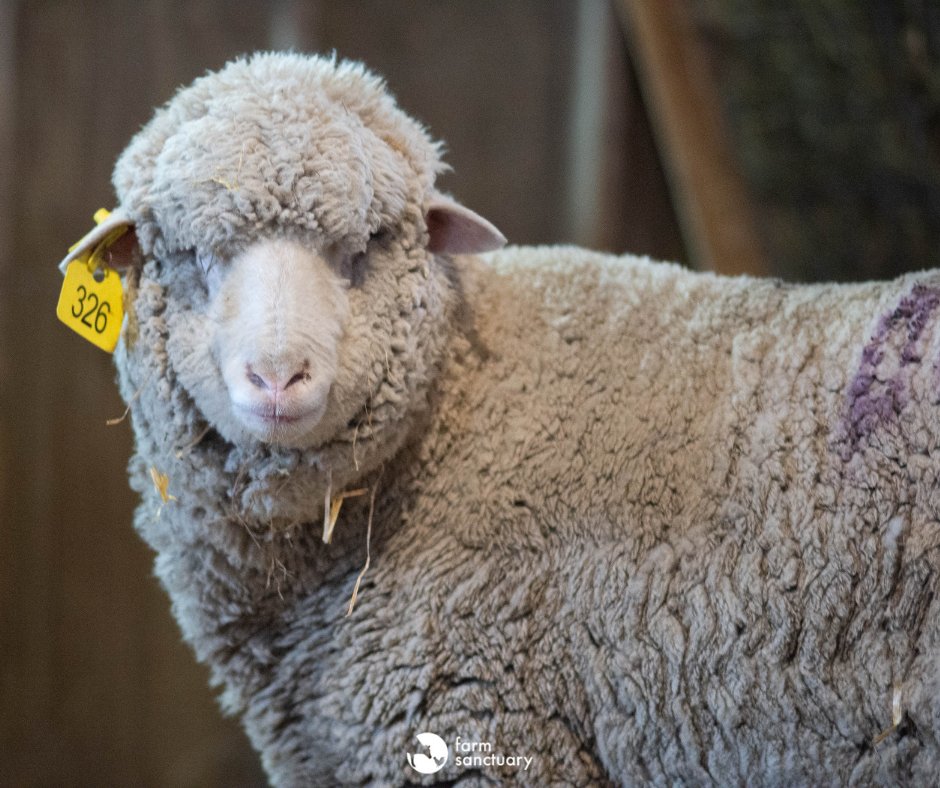 FarmSanctuary's tweet photo. The slaughterhouse workers called her โ95.โ They'd painted that number on her side & another red line on her back, likely marking her for death.
But Elli had other plans. She escaped her confines & ran for her life, which brought her to our NY Sanctuary one year ago today! ๐ https://t.co/i0plkmmy5N
