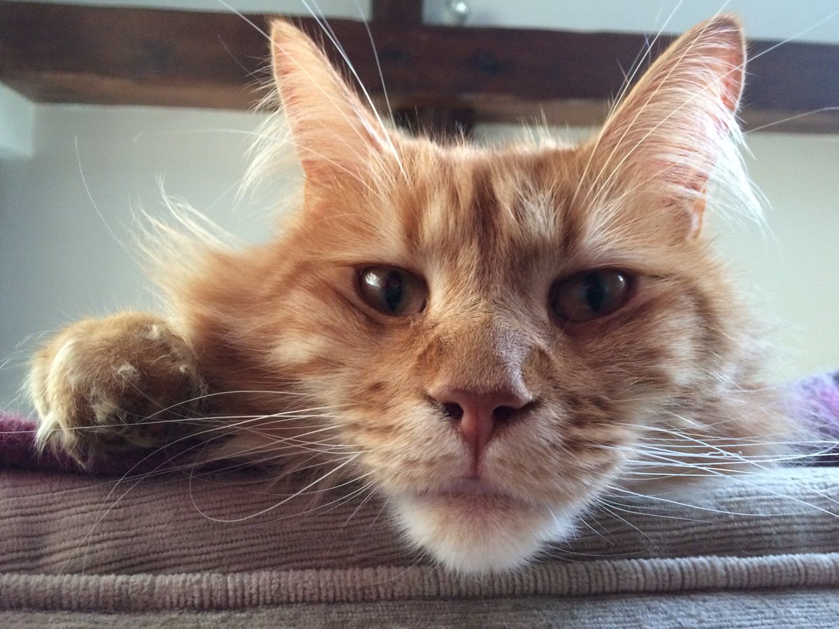 ThePhilosopurr's tweet photo. #FellingCute looking like Ron Perlman, might turn into Hellboy later, idk....@HellboyMovie
#TuesdayTruths #Cats #CaptionThis
(Please don’t tag Mr. Perlman, he dislikes it and will block you) 💕 https://t.co/n07Ja8L4oN
