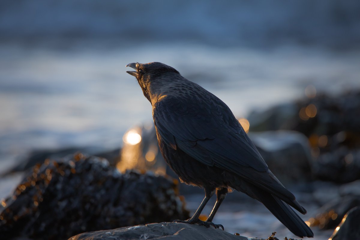 Another of the #hoodedcrow enjoying the last of the #sunset #birds #crows #photo #photography #wildlife #ThePhotoHour  @Britnatureguide @BirdwatchExtra @BirdWatchingMag