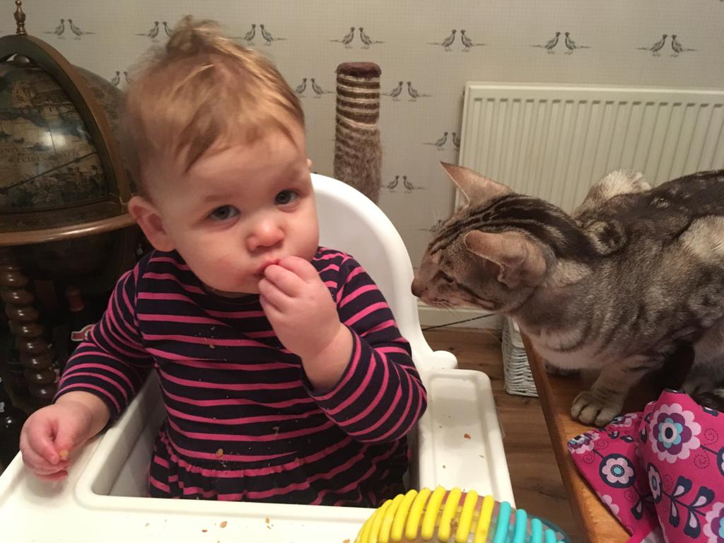 Be in no doubt - nabbing some scraps from my sister is not like "stealing candy from a baby"; it takes patience, skill and ruthless tenacity. Wish me luck #CatsOfTwitter #CatsOnTwitter #sister