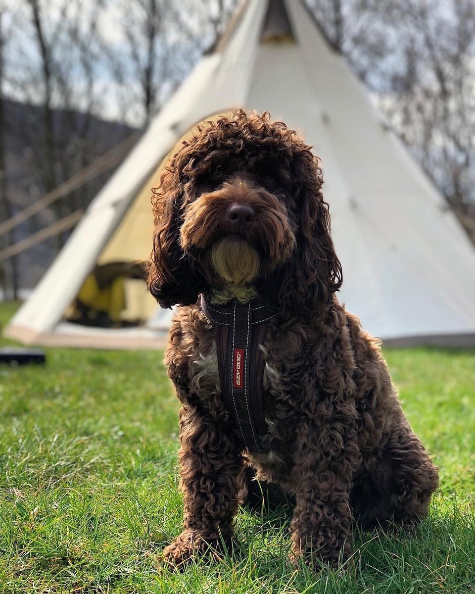DogFuriendly's tweet photo. Who else fancies a #tipituesday this summer? ๐ โ โ The gorgeous Fudge and Honey @cockapoosfudgeandhoney took a fun-filled camping trip to Llyn Gwynant โบ๏ธโ โ Snuggles around the campfire, stargazing in the night andโฆ
๐ธ https://t.co/iEdZbsSlHQ via https://t.co/dgraRU1ePf https://t.co/QJ07LtLK0d