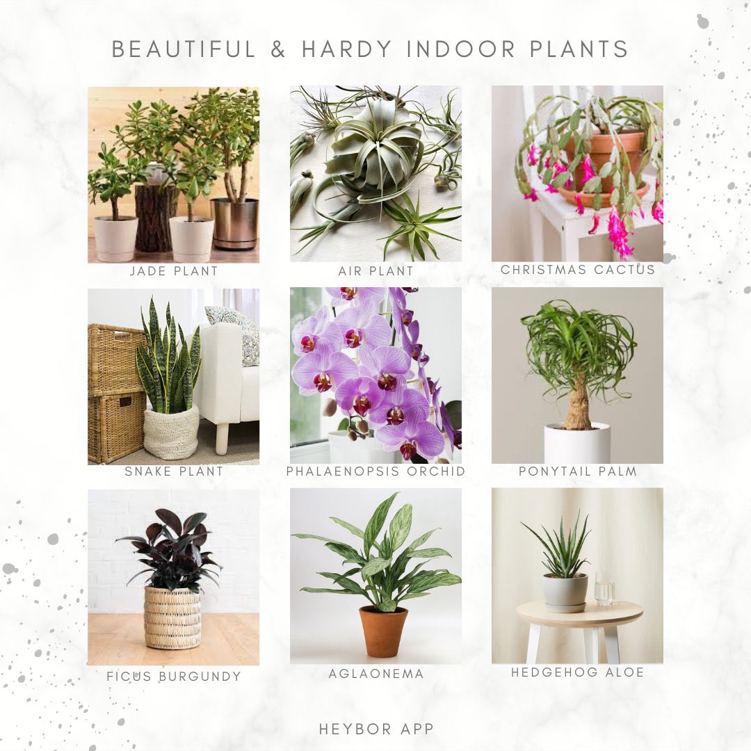 Heybor_App's tweet photo. Sharing this list of east plants to add to your home ❤️🌱 https://t.co/f67nwXfSl1