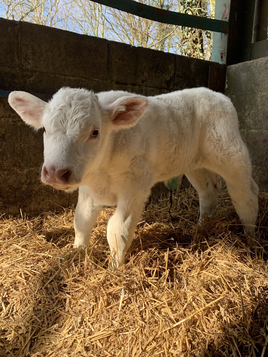 Annabelle Howell tweet media