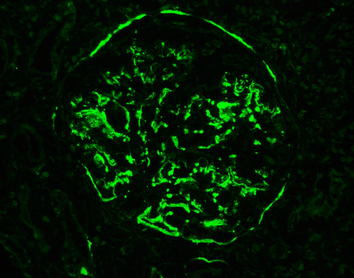 Jonathan Zuckerman MD PhD tweet media