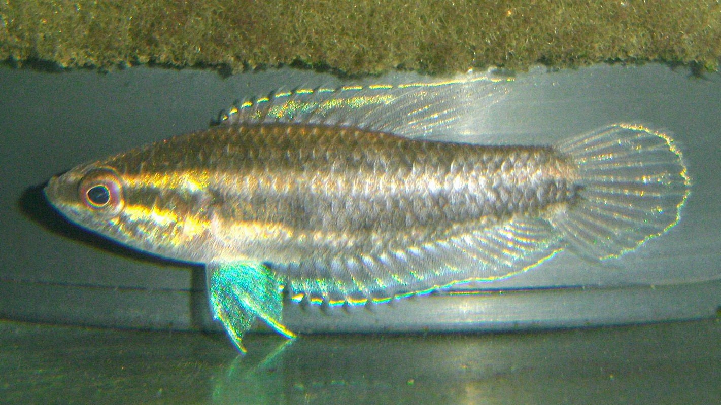 豊橋アマゾン熱帯魚部 卵生メダカ部とは別の部門 主に一般熱帯魚を受け持つ部署 それが熱帯魚部 パロスフロメヌスsp Riau 名前から察するに インドネシアのスマトラ島にあるリアウ州から来た リコリスグラミー という事なんでしょうが それ 豊橋アマゾン熱帯魚部 卵生メダカ部とは別の部門 主に一般熱帯魚を受け持つ部署 それが熱帯魚部 パロスフロメヌスsp Riau 名前から察するに インドネシアのスマトラ島にあるリアウ州から来た リコリスグラミー という事なんでしょうが それ