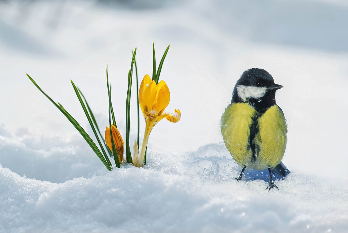 Доброе снежное мартовское утро. Птицы ранней весной. Доброго весеннего дня.