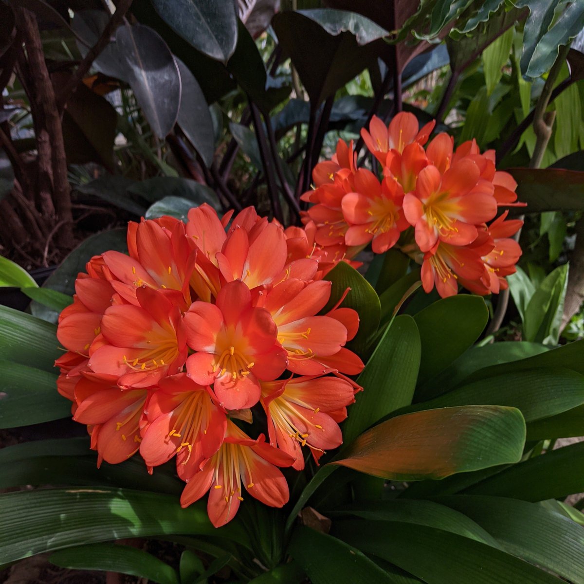 Clivia blooms - a little ray of sunshine on a cloudy day.

#DYK Clivia are native to the shady forest understory of southern Africa. Unlike other plants of the amaryllis family (Amaryllidaceae), Clivia are evergreen and do not grow from bulbs, but from thick tuberous roots.