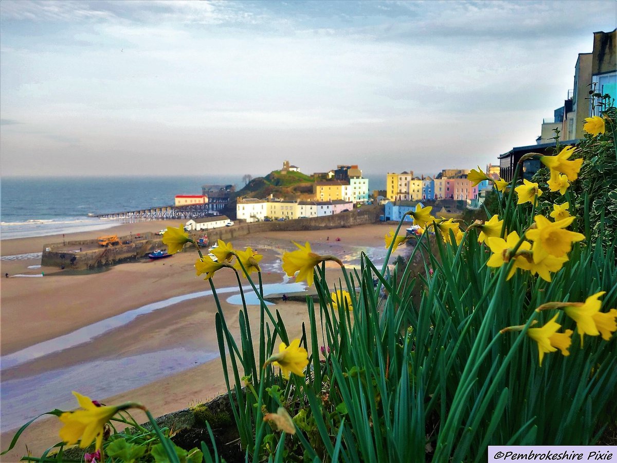 Love that even on the dullest of days you can find Tenby colour to make you smile. <a href="/Ruth_ITV/">Ruth_TV</a> <a href="/kelseyredmore/">Kelsey Redmore</a> <a href="/ThePhotoHour/">#ThePhotoHour</a> <a href="/StormHour/">#StormHour</a> @lovepembs <a href="/WalesCoastPath/">Llwybr Arfordir Cymru / Wales Coast Path</a> #TenbyDaffodils #Tenbyinbloom