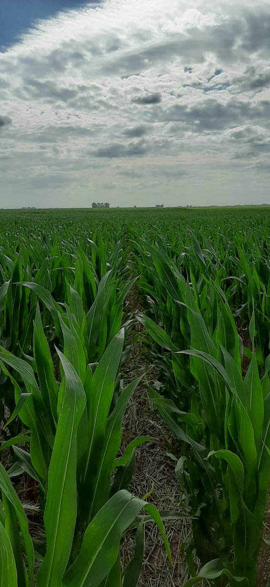pelayoagronomia's tweet photo. 👉#CultivosDeMaíz sobre #Centenos de cobertura 🌽 Mejor uniformidad temporal en la emergencia y en el desarrollo de las plantas ¡Contactanos! 📲 #ElCampoPrimero #OptimizamosTuCampo https://t.co/N3DQ2vb4iV
