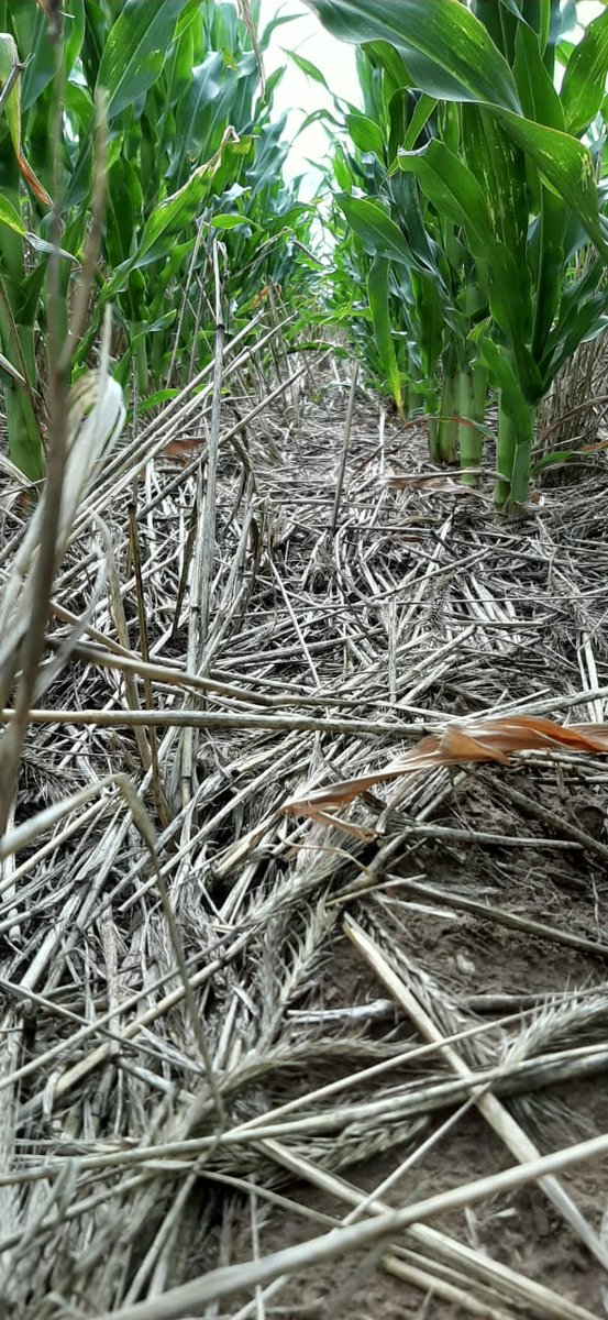 pelayoagronomia's tweet photo. 👉#CultivosDeMaíz sobre #Centenos de cobertura 🌽 Mejor uniformidad temporal en la emergencia y en el desarrollo de las plantas ¡Contactanos! 📲 #ElCampoPrimero #OptimizamosTuCampo https://t.co/N3DQ2vb4iV