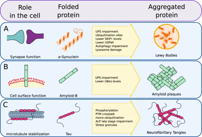 LabYoule's tweet image. Want to understand how deficiencies on the ubiquitin-mediated protein quality control systems are associated to neurodegeneration? Read this insightful review by François Le Guerroué and @youle_rj! Still 6 days for free!
rdcu.be/cfHZu #PD #Alzheimers #PD #ALS #PTD