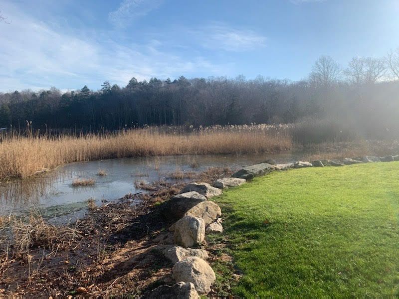 thepondandlake's tweet photo. Before & after of our invasive species removal in Westchester, New York. What do you think of the results?
#phragmites #wetlandconservation #invasivespecies #commonreed #beforeandafter #westchestercounty #westchesterny #westchesternewyork #invasivecontrol #invasiveremoval https://t.co/gTrliEzllw