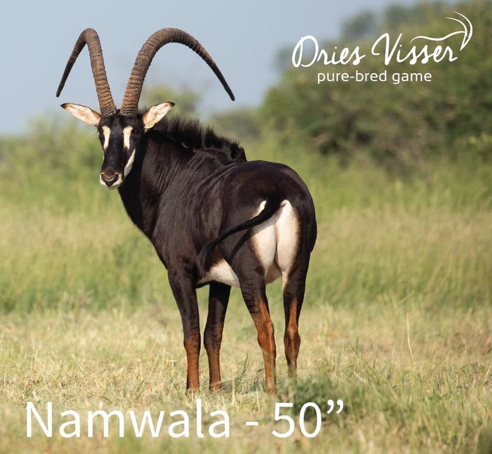DriesVisserGame's tweet photo. !!!𝘽𝙍𝙀𝘼𝙆𝙄𝙉𝙂 𝙉𝙀𝙒𝙎!!!

Six of our young pure Zambian Sable breeding bulls have surpassed the 50” mark!
Auction 1: 25 Feb 2021 @ 08:00 - 26 Feb 2021 @ 19:00
Auction 2 : 25 Feb 2021 @ 08:00 - 27 Feb 2021 @ 17:00 https://t.co/lvOolNxFvt