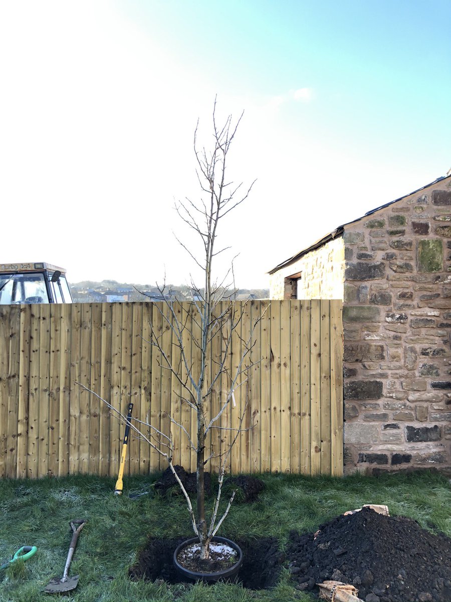 dbtreecare's tweet photo. Planting a few Holly trees, paper bark maples and a liquid amber in Barnsley. Lovely to have a blank canvas to work with, the autumn foliage will add a beautiful splash of colour to the garden. #planting #treeplanting #treeplantingsheffield #sheffield #trees #arborist https://t.co/bs7CVm7G7g