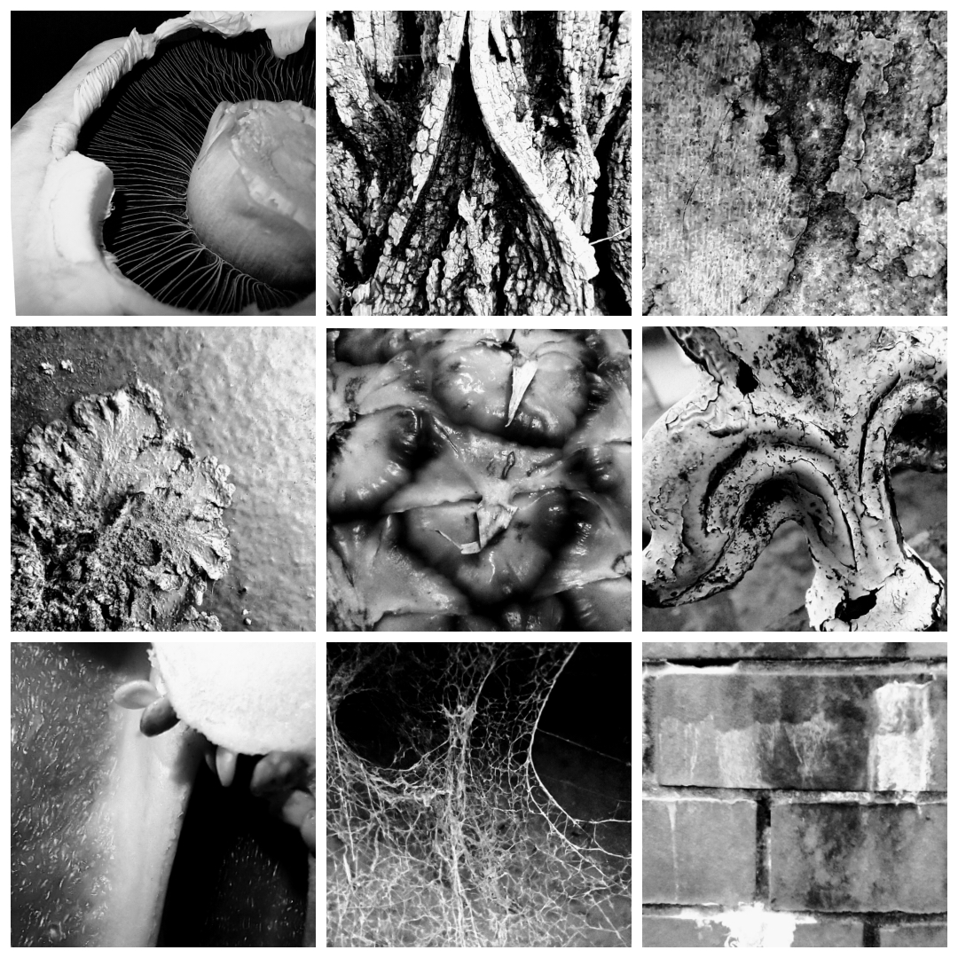 HopwoodHallArts's tweet photo. @HopwoodHallArts Access student Laney has shown a keen eye capturing the details on her walk #texturehuntergatherer Beautiful tonal qualities, contrast &amp; texture, well done Laney ❤️❤️❤️
@hopwoodhall 
@LizAtkin 
#creativityrules
#wearehopwood
#thisiswhereitsat
#thisisrochdale https://t.co/RQ6jc5eEyI