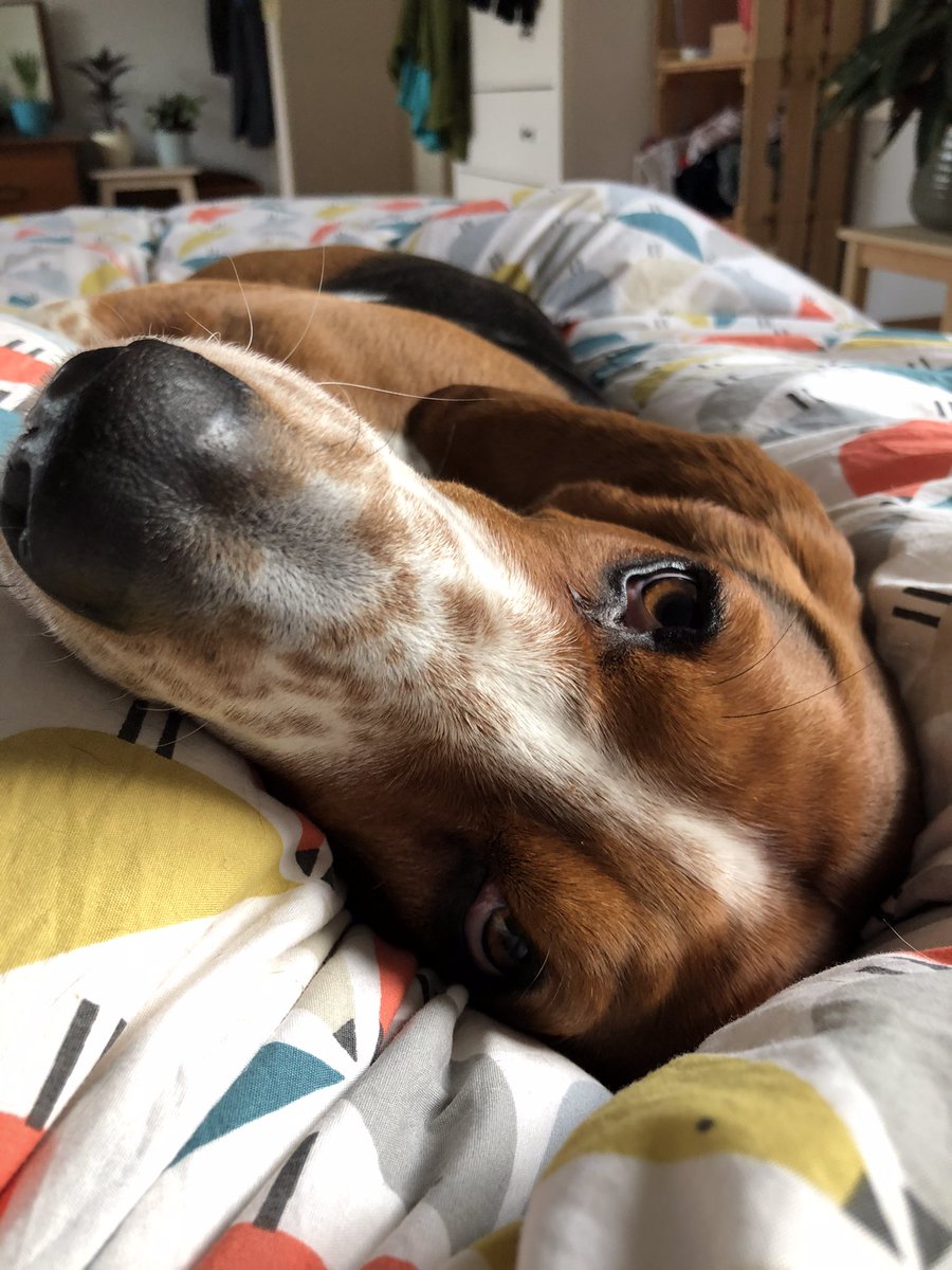 LinaHound's tweet photo. Today human did a lot of sleeping. I wonder whether she is going to turn into a hound? 🐾👣 💤
#AstraZenekaSideEffect #CovidVaccinesideeffects #sleepyhuman https://t.co/W0wEY9Qoat