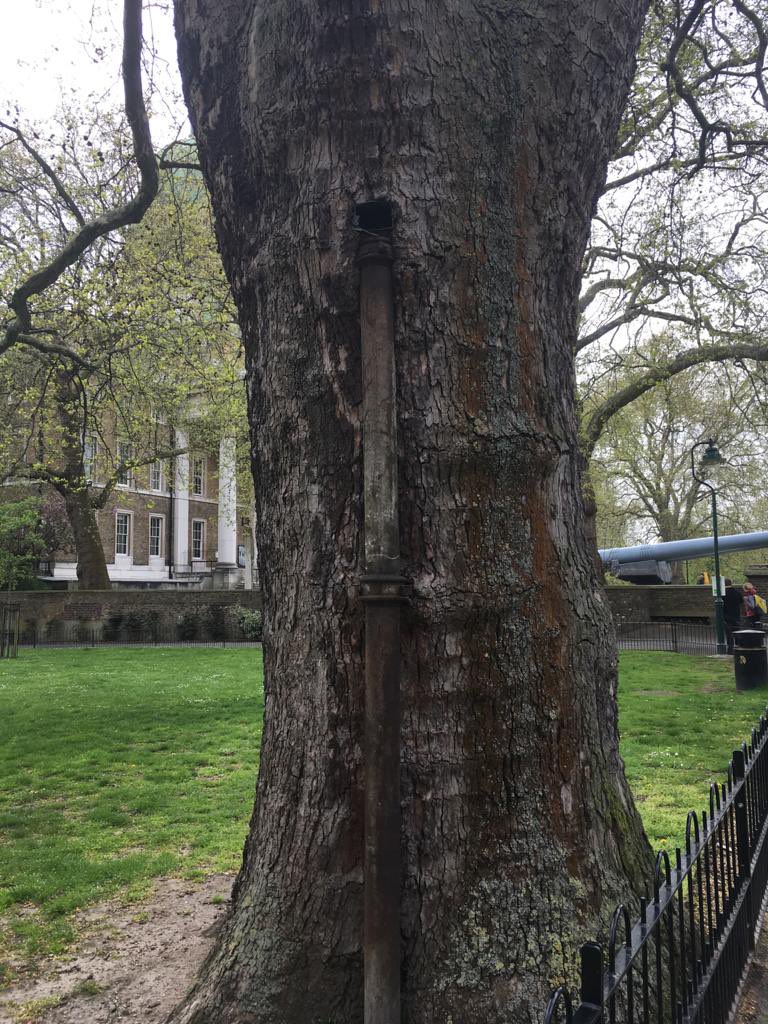 So for thick trunk trunk Tuesday i thought that Id post a few pictures of larger trees that I have encountered over the years that have grown around objects.Does anyone else have any cool examples of this?#ThickTrunkTuesday #Hungrytrees