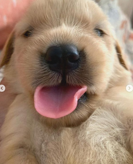 Joel Guerra Hourglass Dog Was Based On My Dog When She Was A Puppy Joel Guerra Hourglass Dog Was Based On My Dog When She Was A Puppy