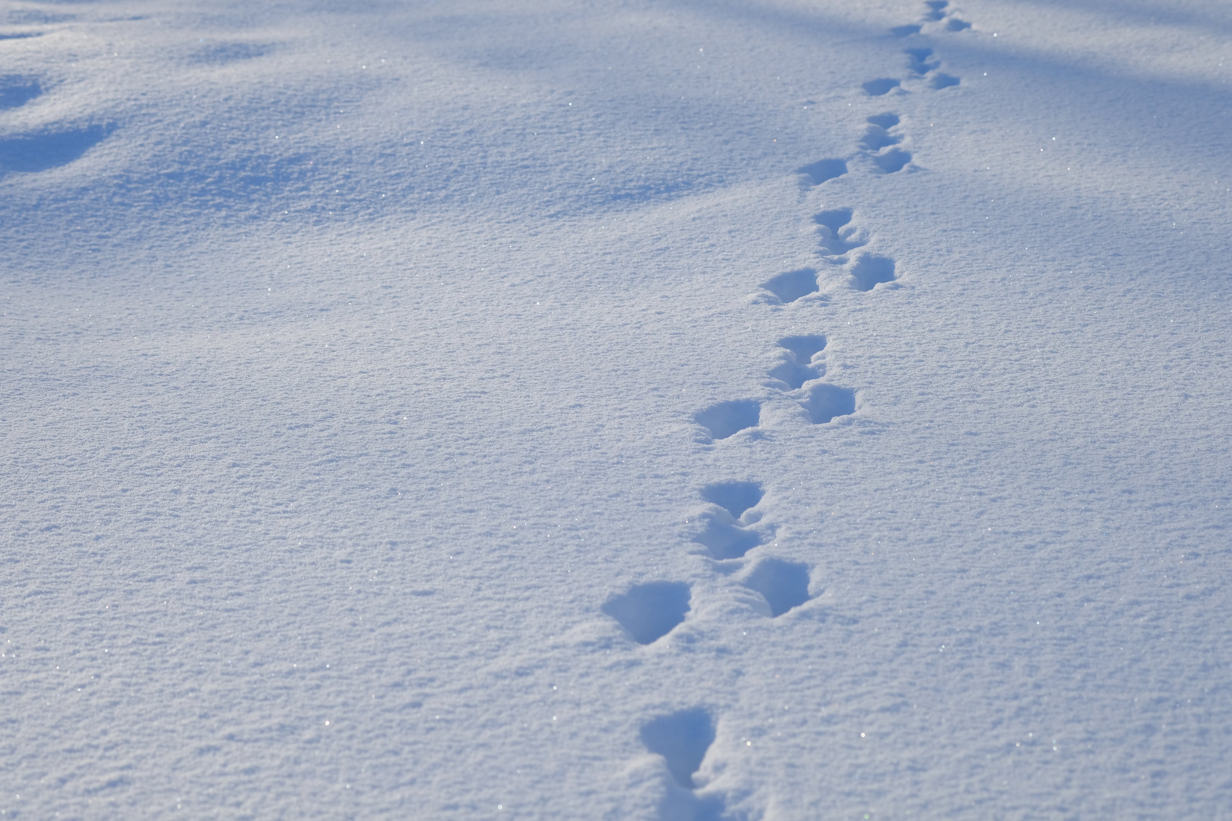 国営滝野すずらん丘陵公園オフィシャル on Twitter: &quot;良く晴れたいい天気です！ 新雪の上にはウサギの足跡がくっきりと！ 雪遊びだけではなく、動物の痕跡探しも楽しいですよ。 ＃滝野スノーワールド https://t.co/vyvyTQRQaC&quot; / Twitter
