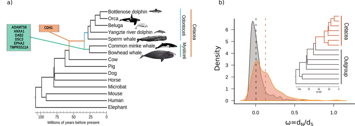 BaltoGaia's tweet photo. 3/7 In the ancestor cetaceans, we report the signature of #PositiveSelection in CXCR2, involved in inflammatory process, metastasis and immune system disorders such as #CongenitalNeutropenia. The distribution of the ω is also significantly different in Cetaceans from the outgroup https://t.co/KdZzYyztOj