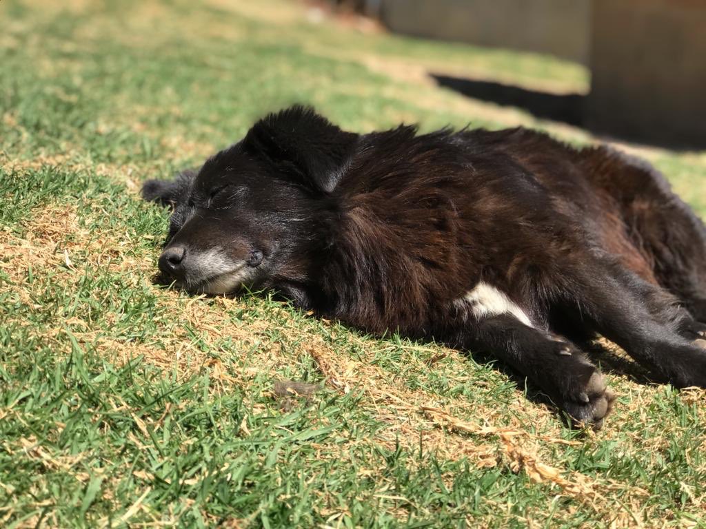 fundacionmiacol's tweet photo. ¡Que días tan fríos los que han hecho últimamente!🥶
Yogui aprovechando el ratico de sol de hoy☀️.

#vitaminad #tomarelsol #solecito #fundacionmia #descansotime https://t.co/x6xnUjQA9Z