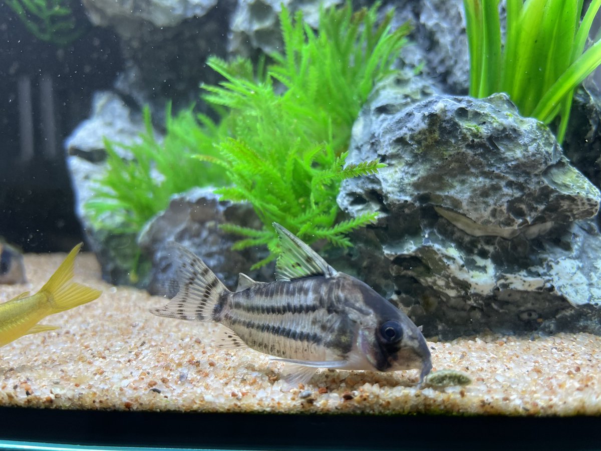 にかいディ コリドラスのシュワルツィを導入しました シブい 大きくなる品種なので楽しみ 2 13の地震で水槽の水が波打ち 大量にこぼれて後処理大変でしたが ようやく落ち着きました 皆無事で元気です コリドラス シュワルツィ アクアリウム