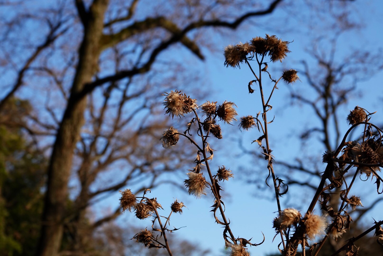 公式 東京大学大学院理学系研究科附属植物園 小石川植物園 A Twitter 年を越えてマツシマアザミが残っています 中井猛之進が1929年に宮城県で採集し 翌年新種記載しました 当時研究 用に植えたものではないかと言われています 小石川植物園