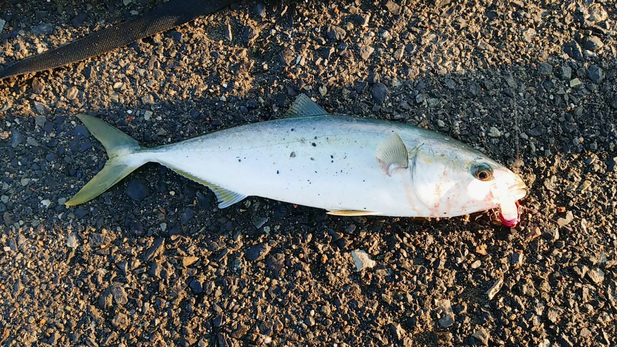 28 滋賀県 日本一周中止します 日本一周釣り旅チャレンジ 全国釣り動画まとめサイト