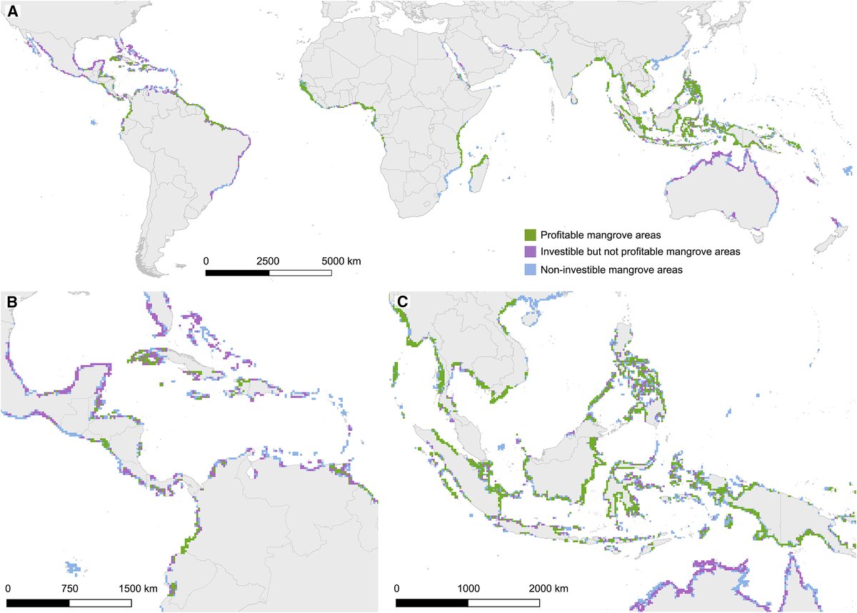 Zeng Yiwen (@yiwen1987) on Twitter photo Exciting paper 2: Our paper on the potential and limits of #mangrove #BlueCarbon financing is out! Check it out at doi.org/10.1016/j.cub.… it's #openaccess
Many thanks to all the folks who made this possible! 🥳🥳
<a href="/danfriess/">Dan Friess</a> <a href="/lianpinkoh/">Lian Pin Koh</a> <a href="/tvadya/">Tasya Vadya Sarira</a> <a href="/Kelly_Siman/">Kelly Siman, PhD</a> Exciting paper 2: Our paper on the potential and limits of #mangrove #BlueCarbon financing is out! Check it out at doi.org/10.1016/j.cub.… it's #openaccess
Many thanks to all the folks who made this possible! 🥳🥳
<a href="/danfriess/">Dan Friess</a> <a href="/lianpinkoh/">Lian Pin Koh</a> <a href="/tvadya/">Tasya Vadya Sarira</a> <a href="/Kelly_Siman/">Kelly Siman, PhD</a>