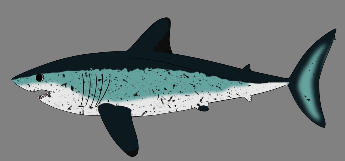 Evoincarnate's tweet photo. i know its a bit late but here is finally my up to date Cretalamna for #FossilFishWeek https://t.co/ygLGhiWnH6