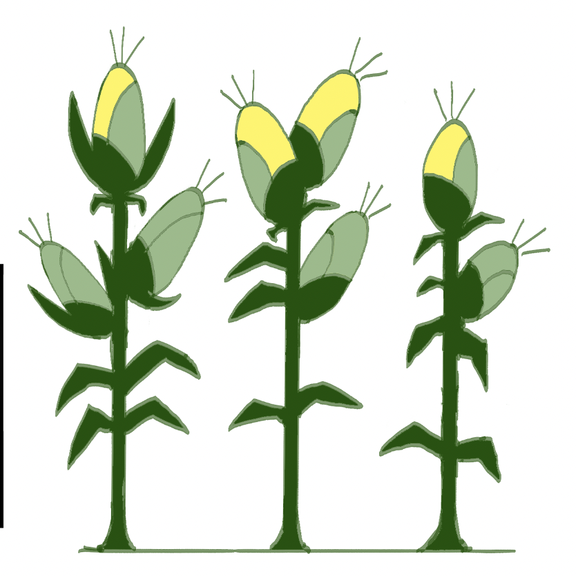 im working like crazy on my thesis film but everythings gonna be under wraps for A Long Time. heres some corn