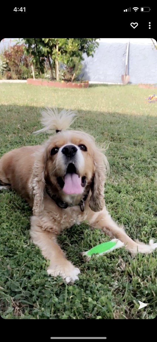 hailsmonty's tweet photo. Doggie photo dump🥺🐶 https://t.co/2xniFud7PR