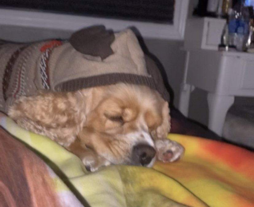 hailsmonty's tweet photo. Doggie photo dump🥺🐶 https://t.co/2xniFud7PR